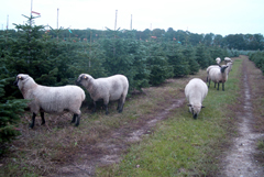 Shropshire-Schafe zur Weihnachtsbaumpflege