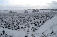 Weihnachtsbaum-Plantage schneebedeckt