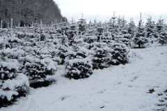 Weihnachtsbaum-Plantage schneebedeckt
