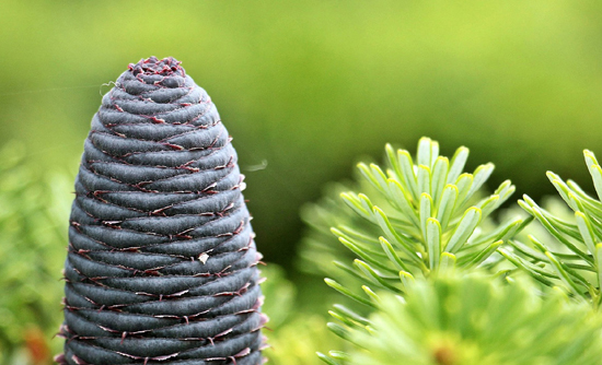 Weihnachtsbaum-Kulturen Harzendorf