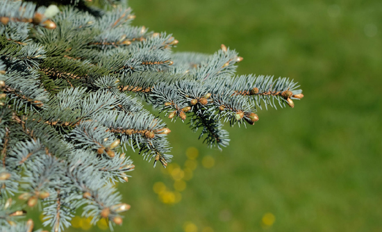 Weihnachtsbaum kaufen in Altenburg