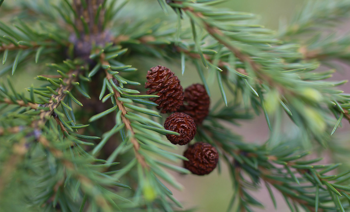 Weihnachtsbaum kaufen in Nobitz